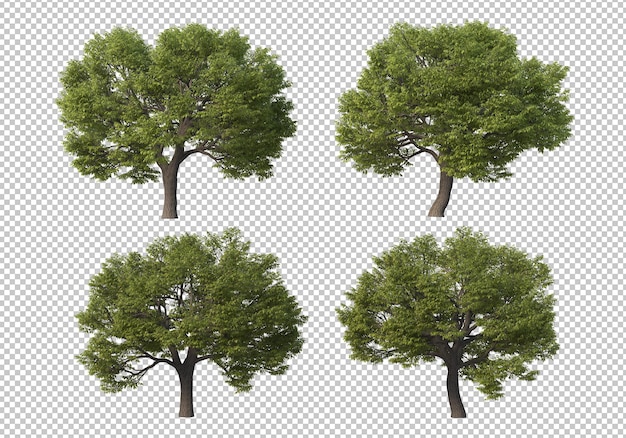 tree on transparent background psd design
