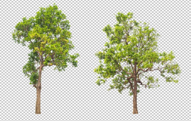 Tree on transparent background psd design