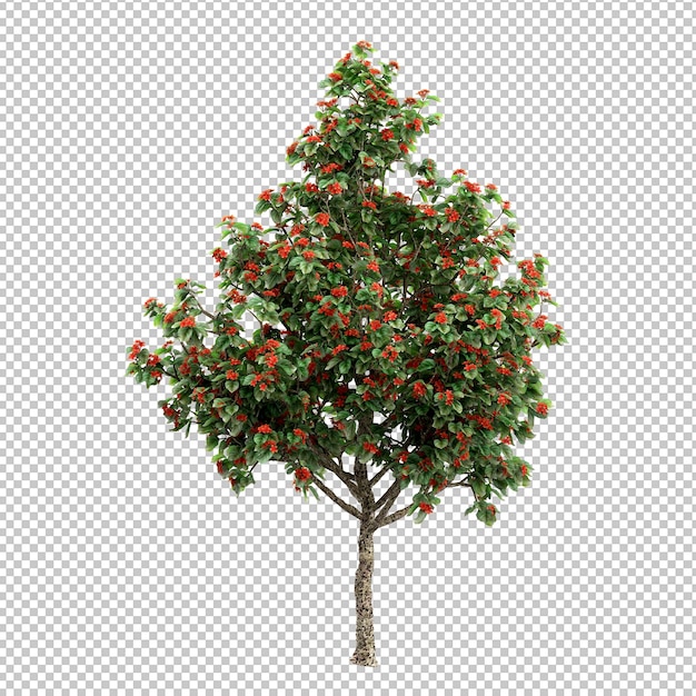 PSD tree on transparent background psd design