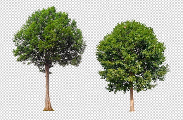 투명 한 배경에 나무