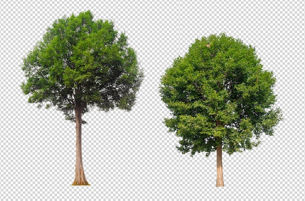 Tree on transparent background