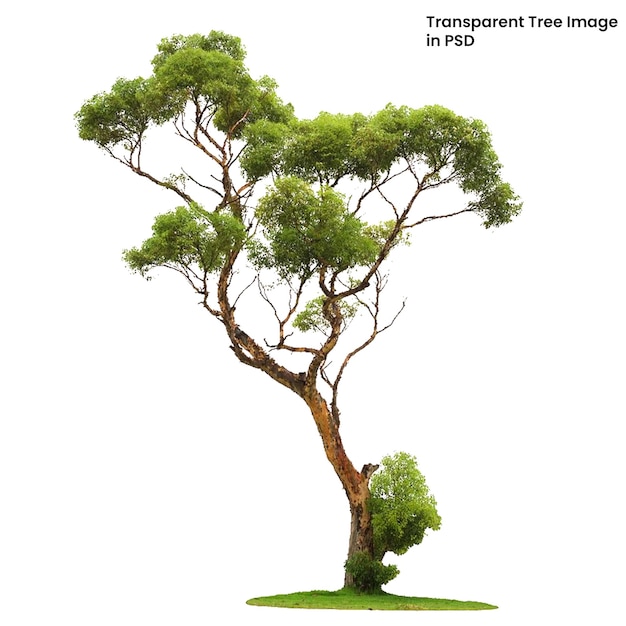 PSD tree on transparent background