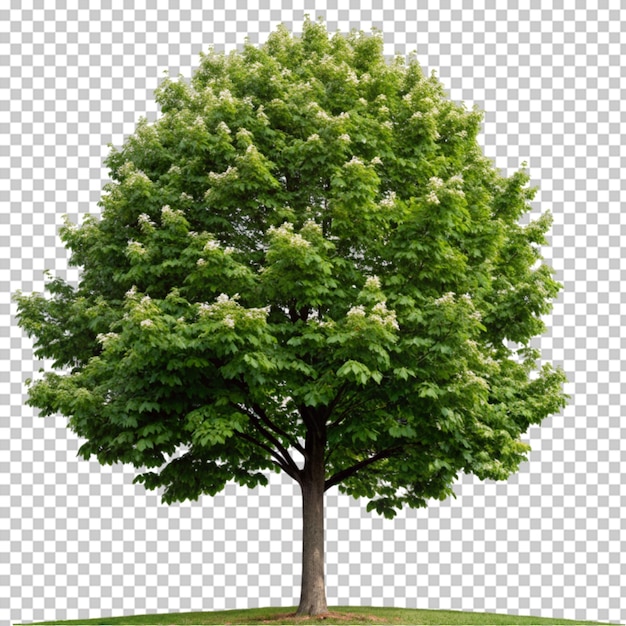 PSD tree on transparent background