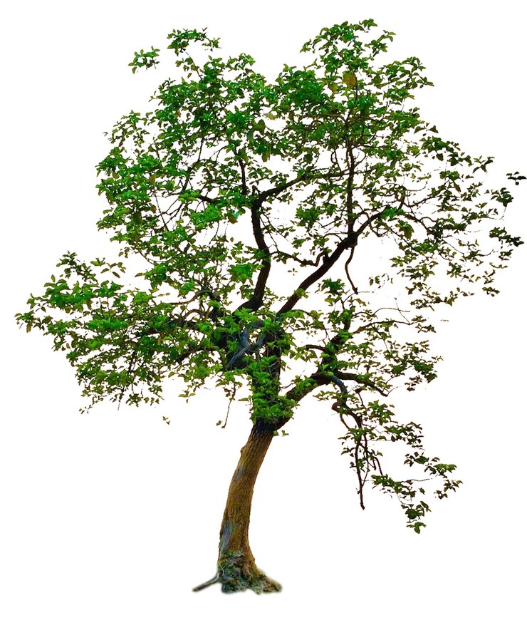 PSD tree trees evergreen deciduous