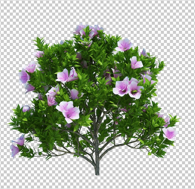 Albero con fiori isolati