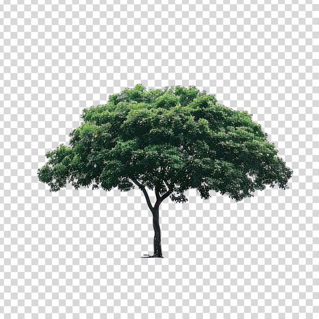 PSD un albero con una foglia verde su di esso