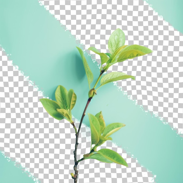 PSD a tree with a green leaves on it and a blue background with a white background