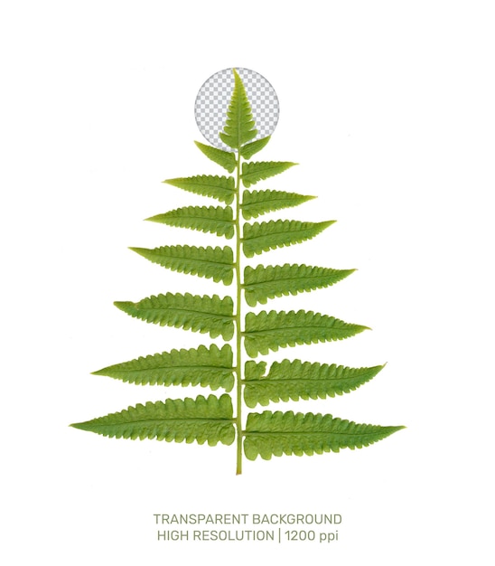 A tree with transparent background