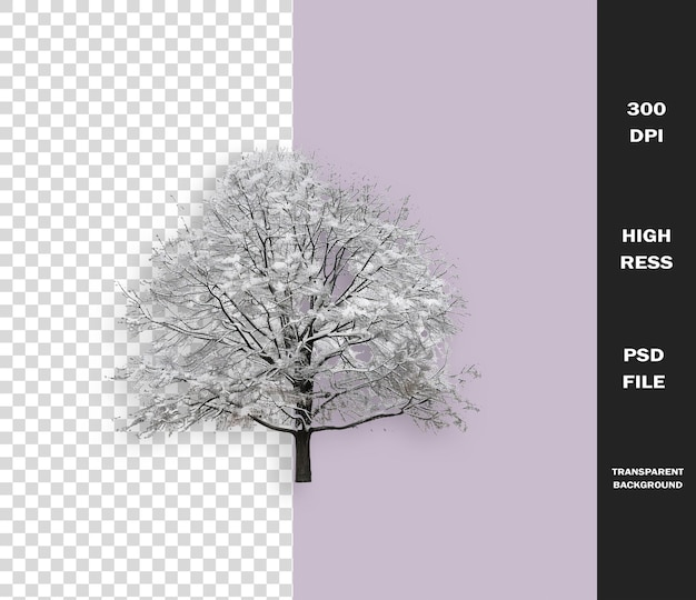 a tree with a white background and a black and white image of a tree