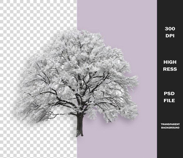a tree with a white background and a black and white image of a tree