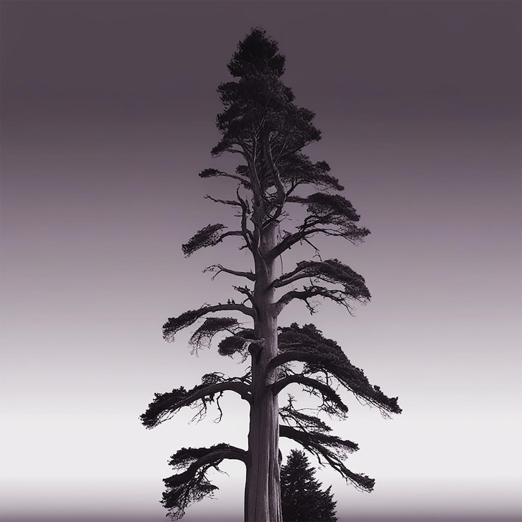 PSD a tree with a white background that has a black and gray background