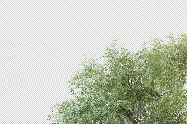 白い背景の木の絵を描いた白い背景の樹