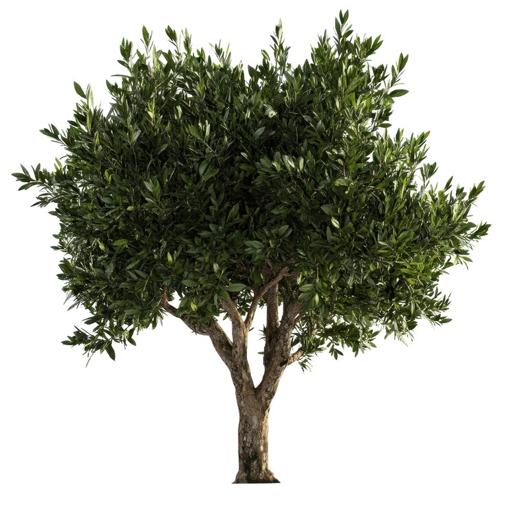 PSD a tree with a white background that says quot bonsai quot