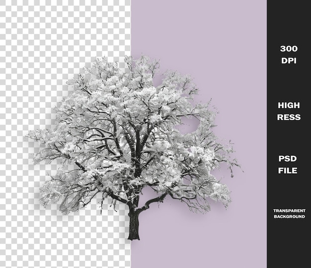a tree with a white background and the words quot 30 off quot on it