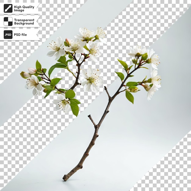 PSD a tree with white flowers and the words  spring  on it