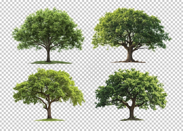 PSD trees isolated transparency background