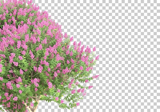 Trees with flowers on transparent background 3d rendering illustration