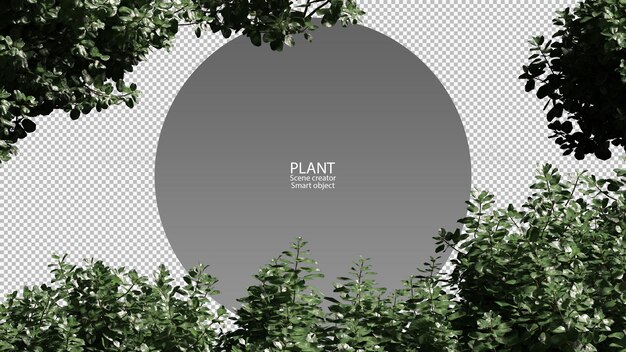 나무 꼭대기 조회보기 3d 렌더링 절연 된 클리핑 경로