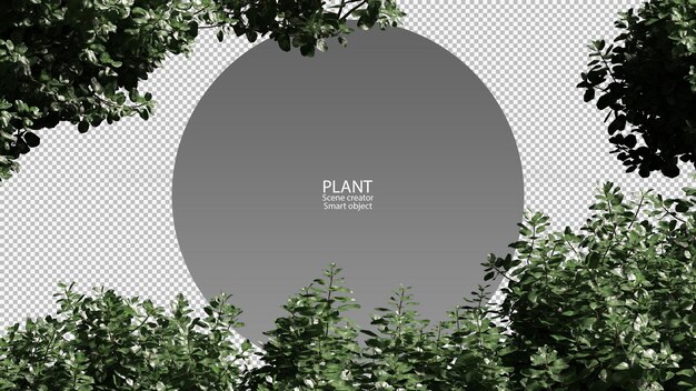 Treetop lookup view 3d rendering isolated clipping path