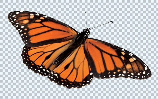 Tropialny motyl Danaus plexippus wyizolowany na białym tle