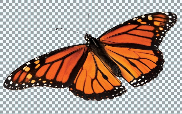 Tropialny motyl Danaus plexippus wyizolowany na białym tle