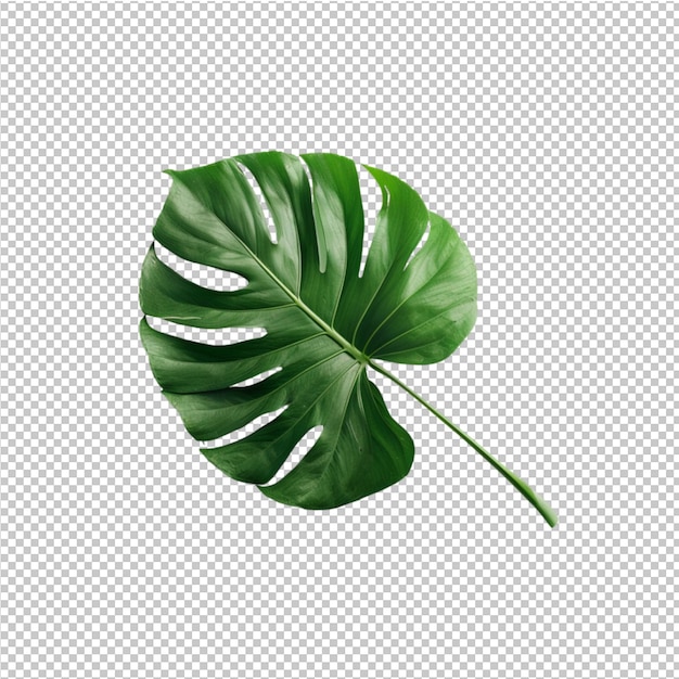 Tropic leaves