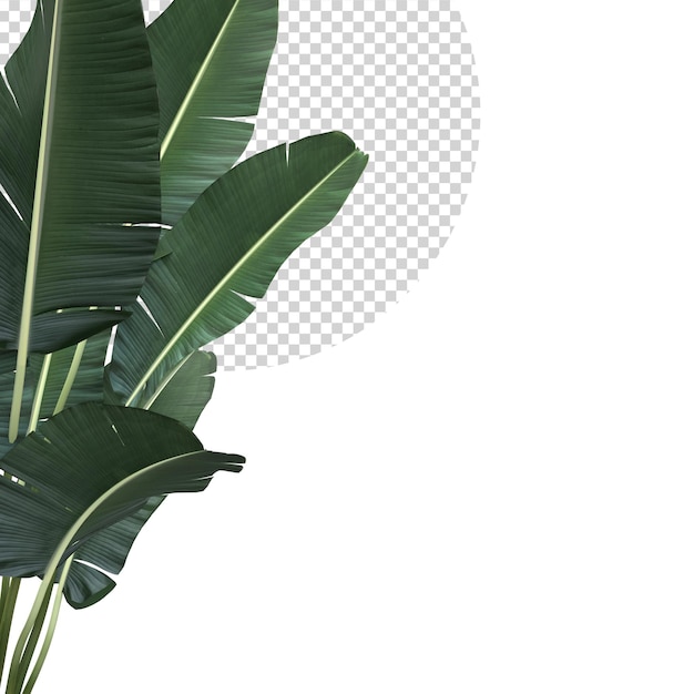 PSD tropical banana leaves plant foliage nature background mockup template 3d rendering