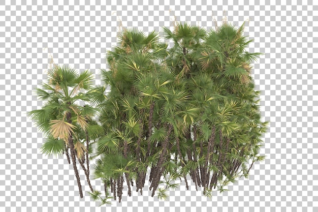 Tropical foliage on transparent background. 3d rendering - illustration