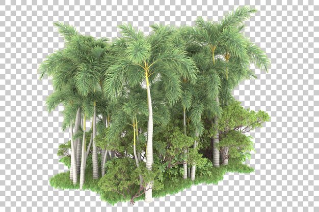 PSD tropical forest isolated on transparent background 3d rendering illustration