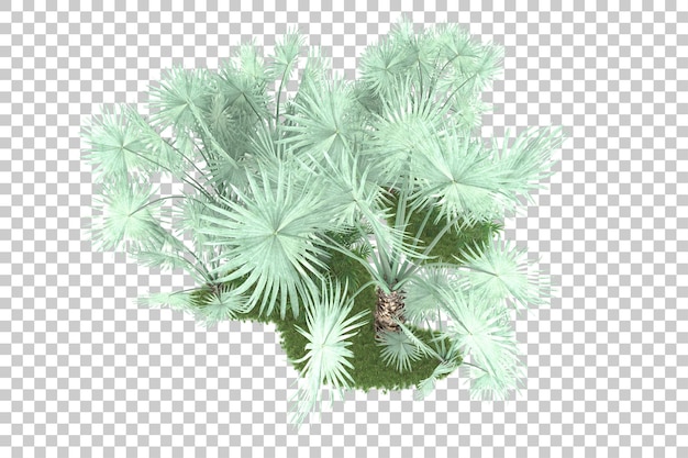 PSD tropical forest isolated on transparent background 3d rendering illustration