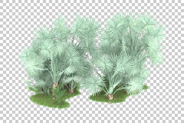 PSD tropical forest isolated on transparent background 3d rendering illustration