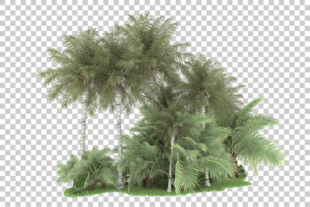 PSD tropical forest isolated on transparent background 3d rendering illustration