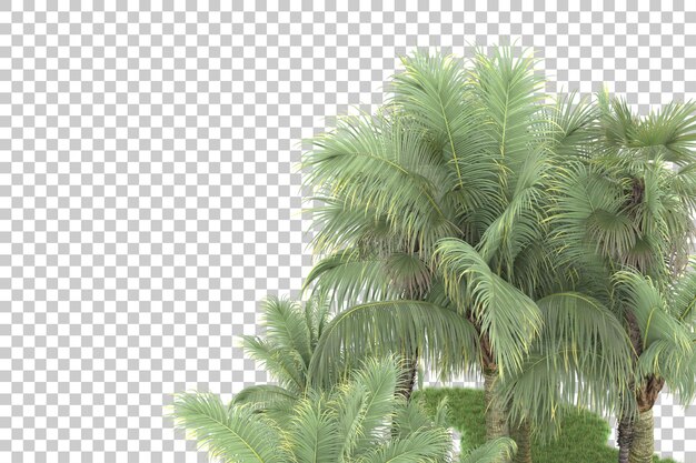 Foresta tropicale isolata su uno sfondo trasparente illustrazione di rendering 3d