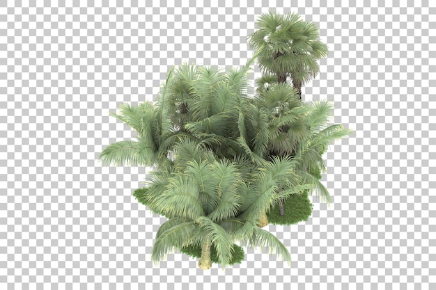 Tropical forest isolated on transparent background 3d rendering illustration