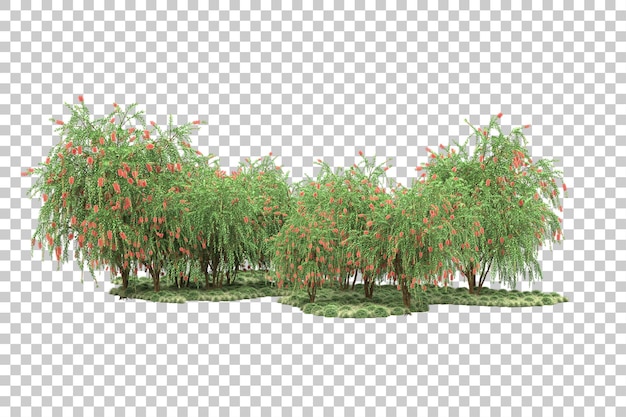 PSD tropical forest isolated on transparent background 3d rendering illustration