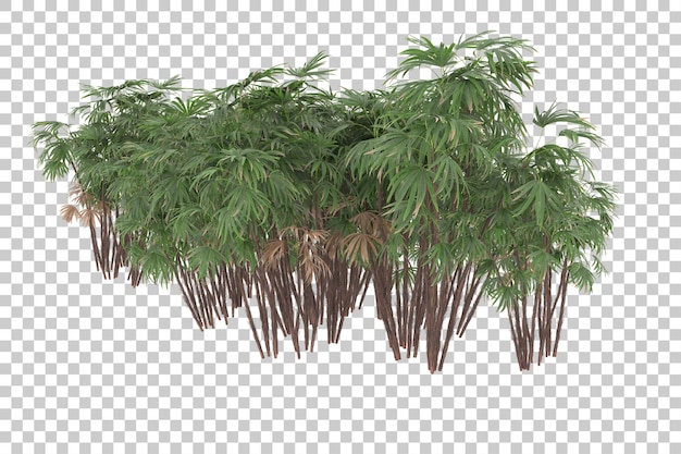 투명 한 배경에 열 대 숲입니다. 3d 렌더링 - 일러스트레이션