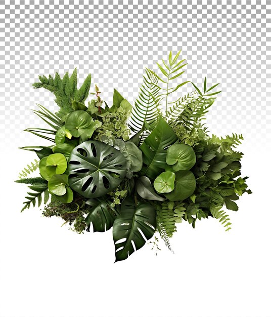 PSD tropical greenery on a transparent canvas