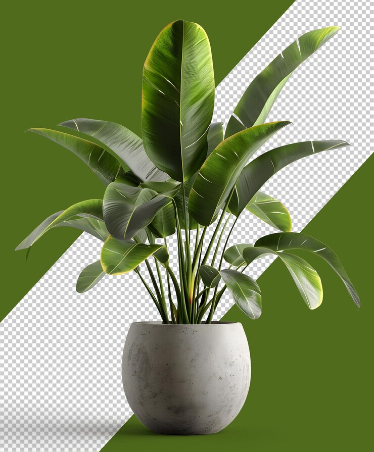 Tropical houseplant in Pot