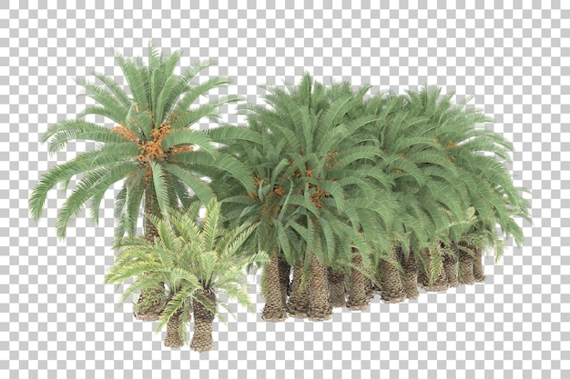 Tropical jungle on transparent background. 3d rendering - illustration