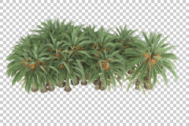 Tropical jungle on transparent background. 3d rendering - illustration