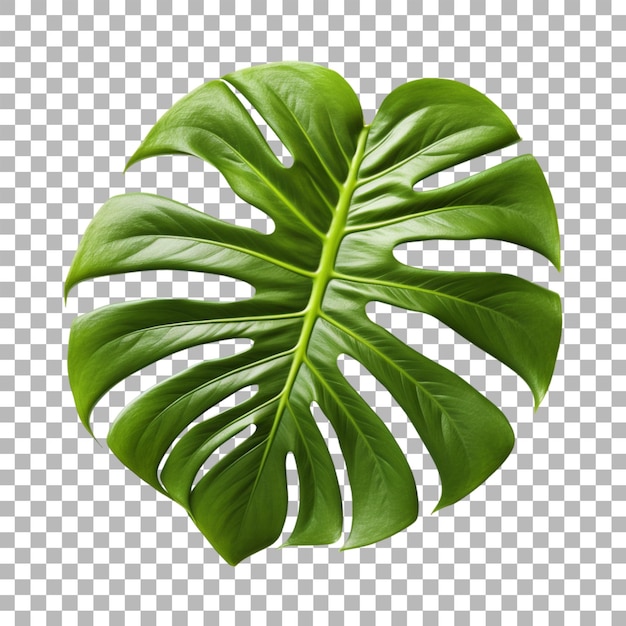 PSD tropical leaf on transparent background