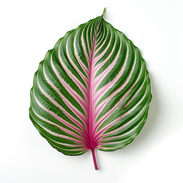 PSD tropical leaf