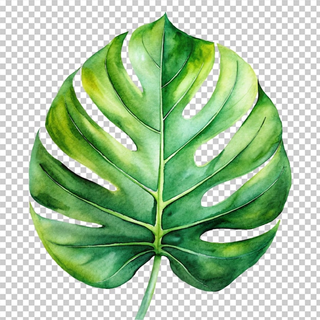 PSD tropical leaves background for zoom