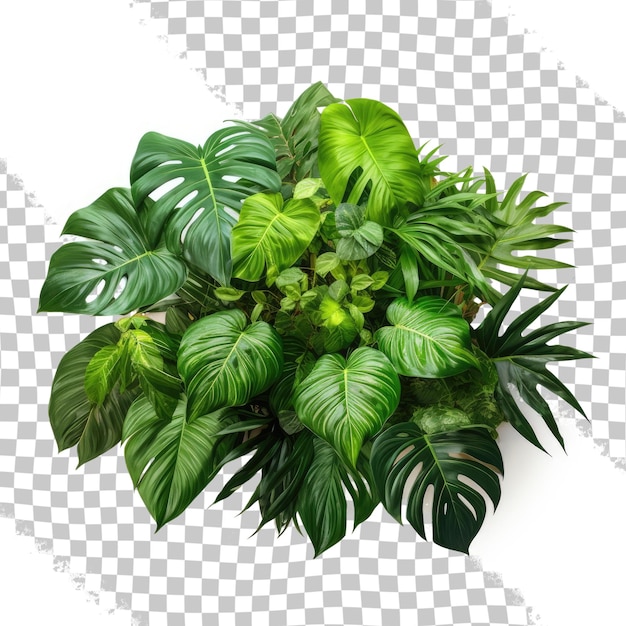 PSD tropical leaves foliage plant bush floral arrangement nature backdrop isolated on transparent background clipping path included