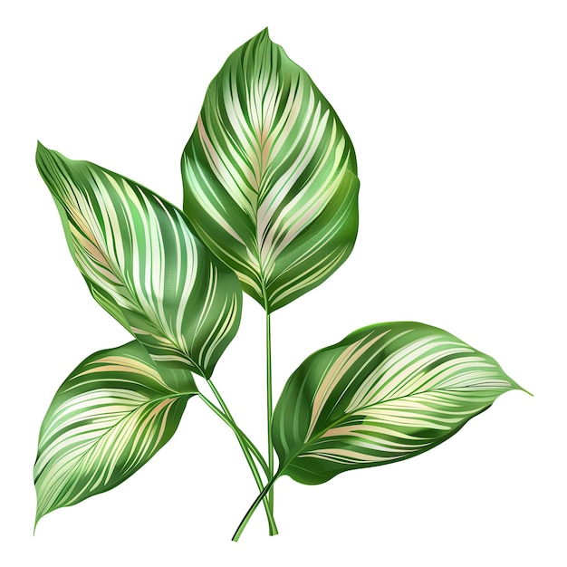 PSD tropical leaves foliage plant bush floral arrangement nature clipping path included