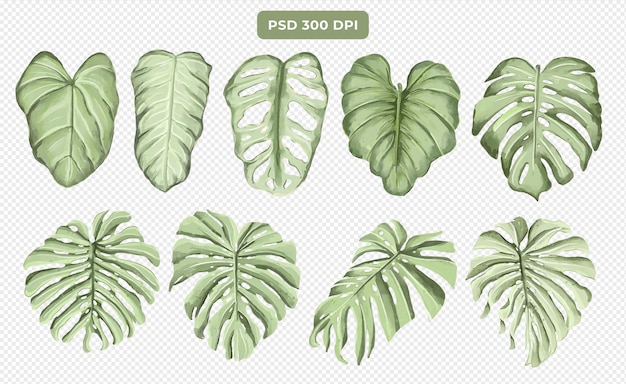 PSD tropical leaves set with watercolor style