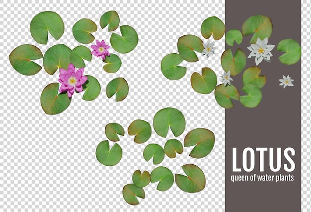 tropical lotus in view top form on a transparent background