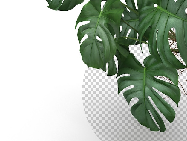 PSD 熱帯モンステラの葉植物の葉自然背景モックアップテンプレート3dレンダリング