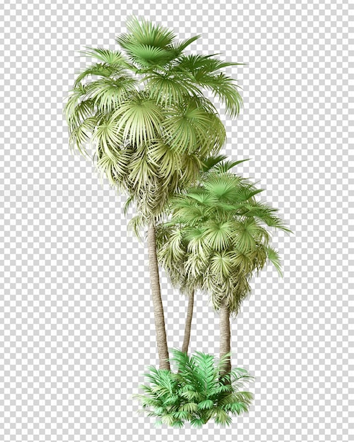 PSD tropical palm tree in 3d rendering