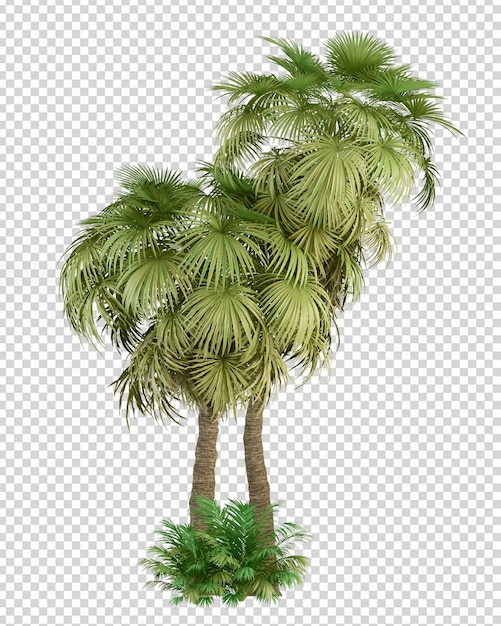 PSD tropical palm tree in 3d rendering